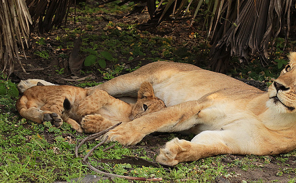 Selous