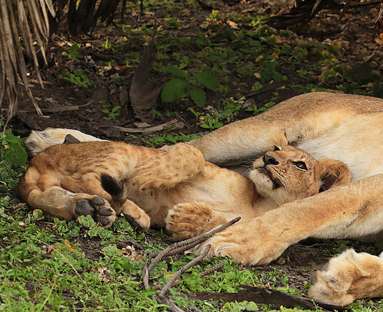 Selous
