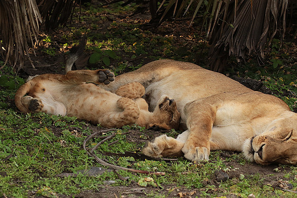 Selous