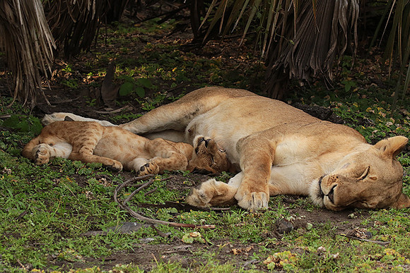 Selous