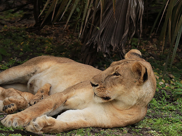 Selous