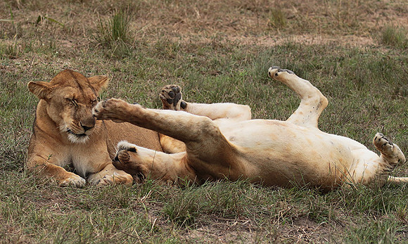 Selous