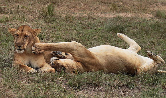 Selous