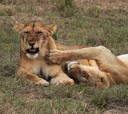 Selous