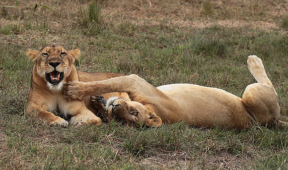 Selous