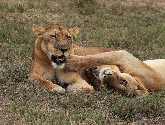 Selous