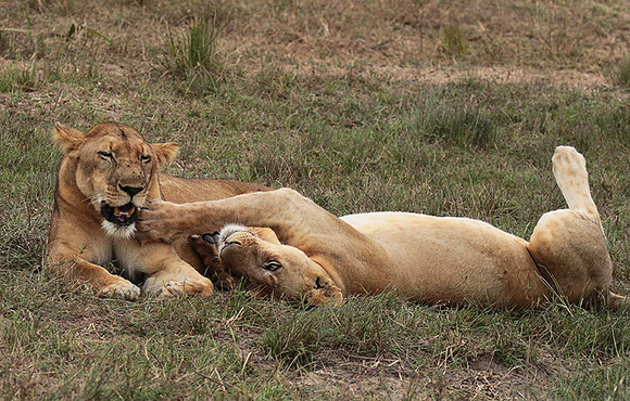 Selous