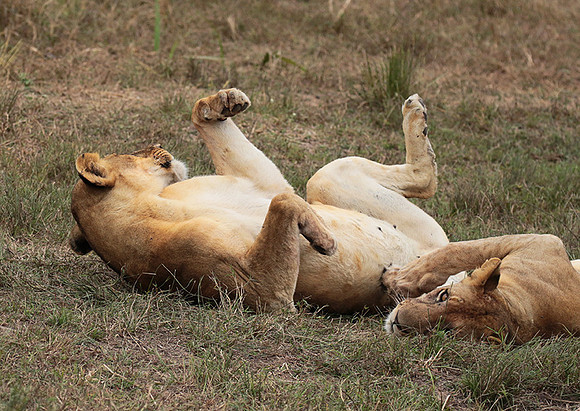 Selous
