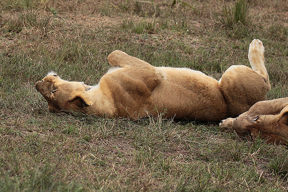 Selous