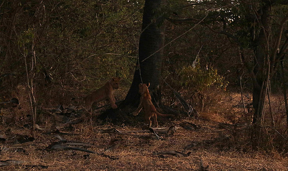 Selous
