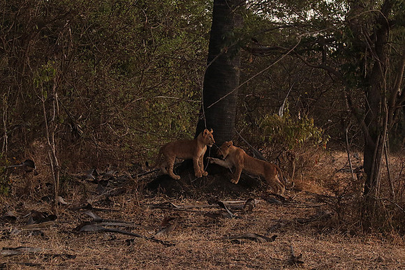 Selous