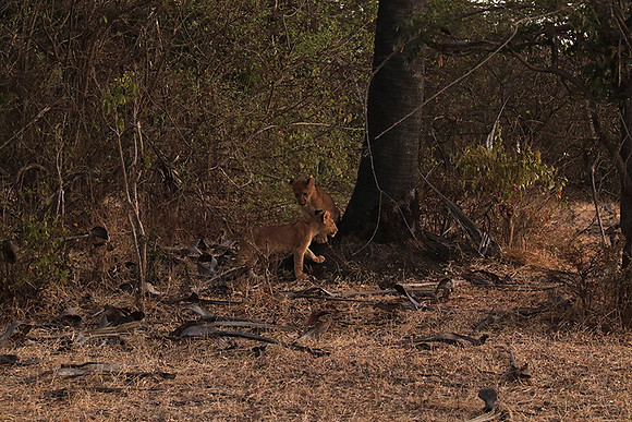 Selous