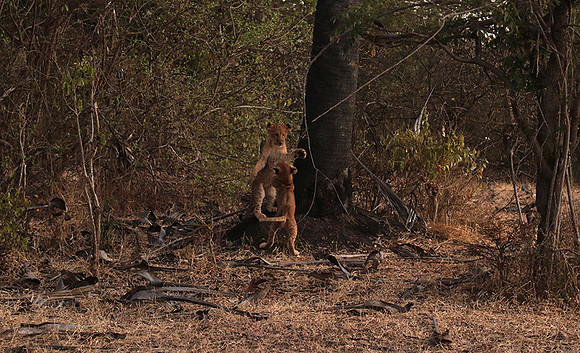 Selous