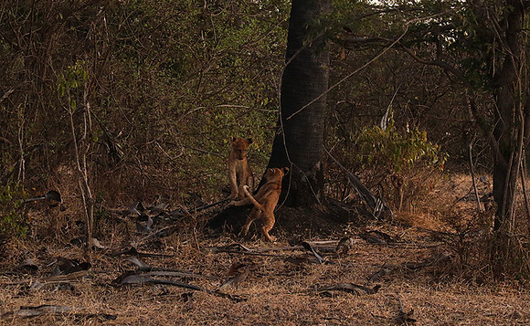 Selous