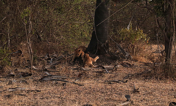 Selous