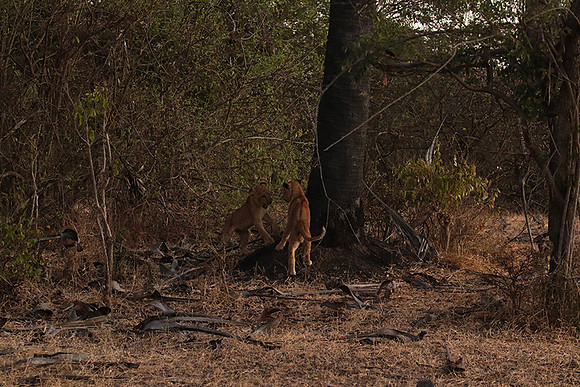 Selous