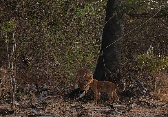 Selous