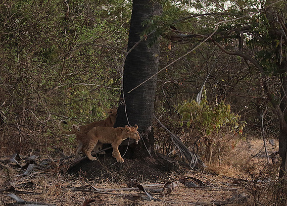 Selous