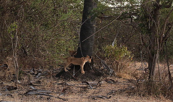 Selous