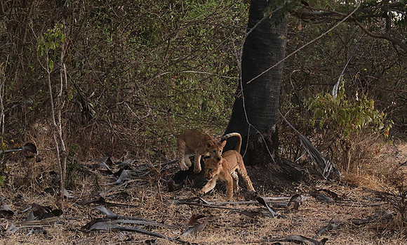 Selous