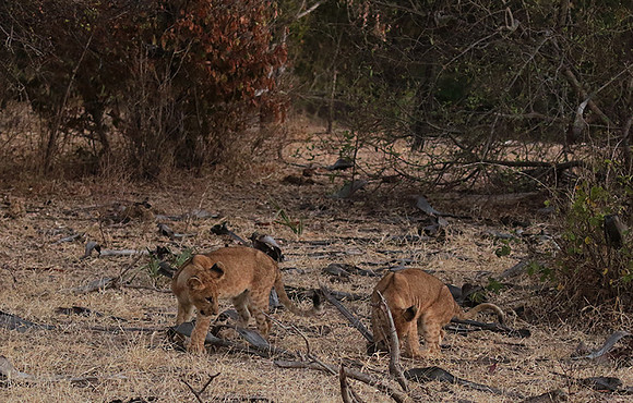 Selous