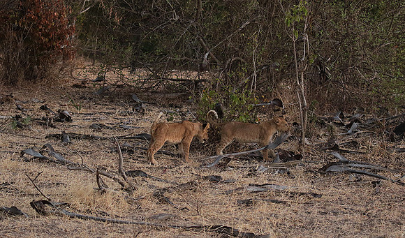 Selous