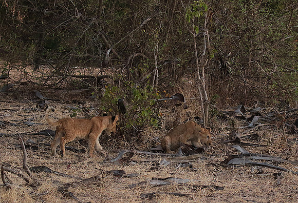 Selous