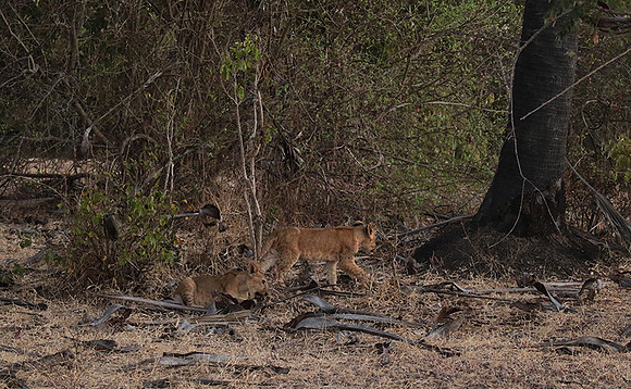 Selous