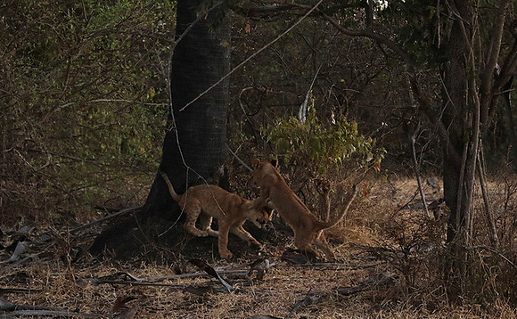 Selous