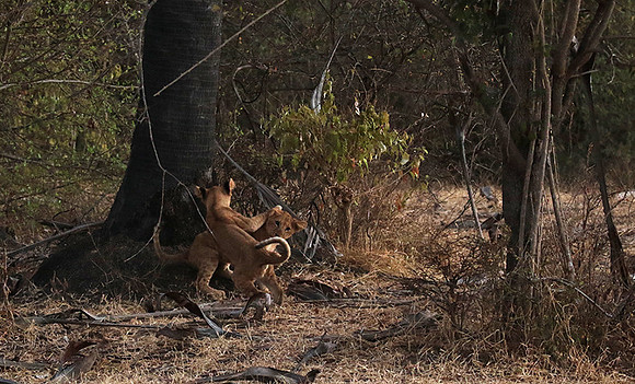 Selous