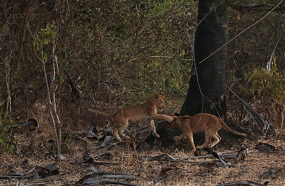 Selous