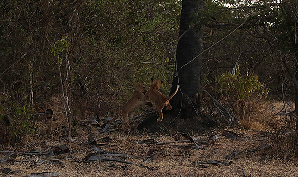 Selous