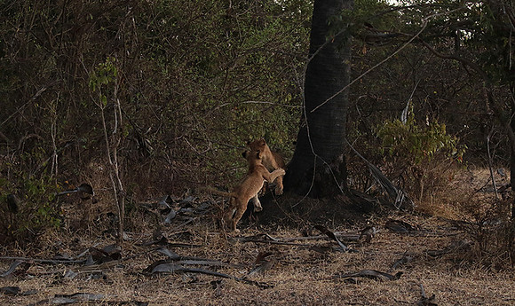 Selous