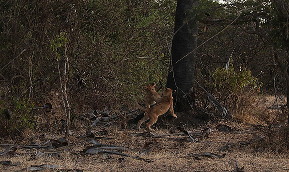 Selous