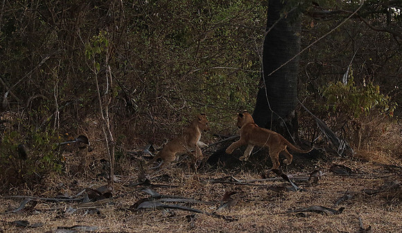 Selous