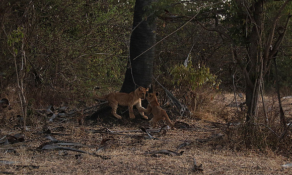 Selous