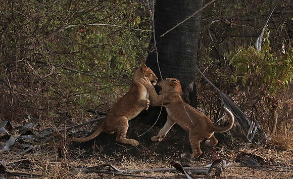Selous
