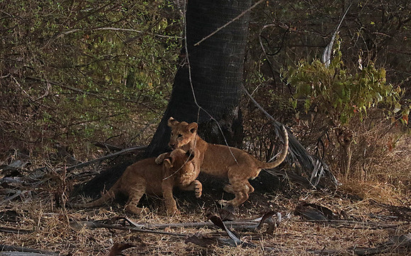 Selous