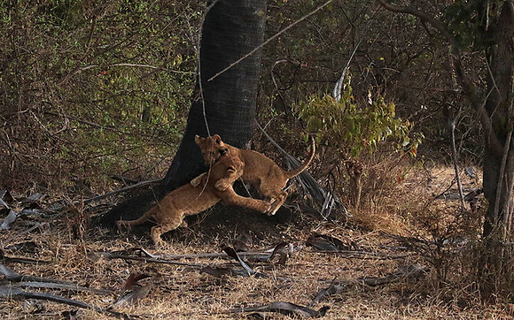 Selous