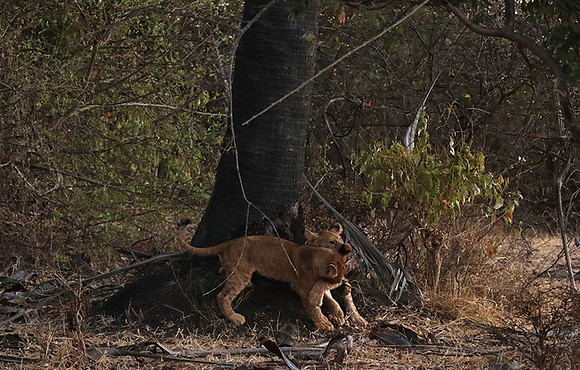 Selous