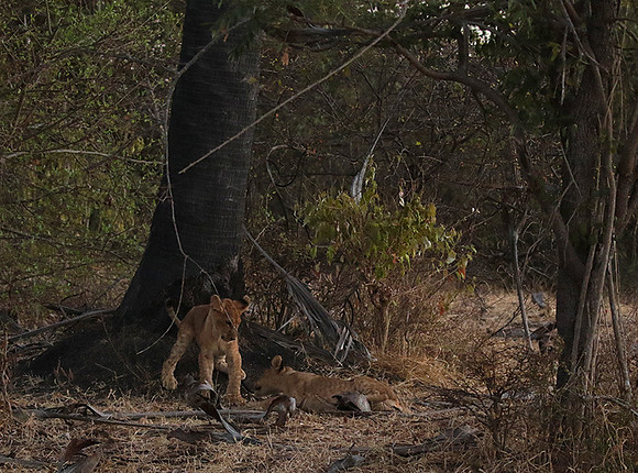 Selous