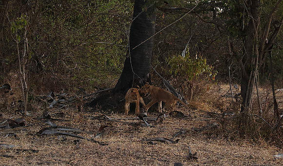 Selous