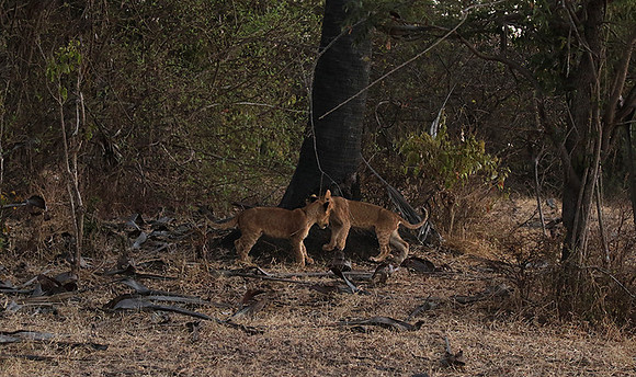 Selous
