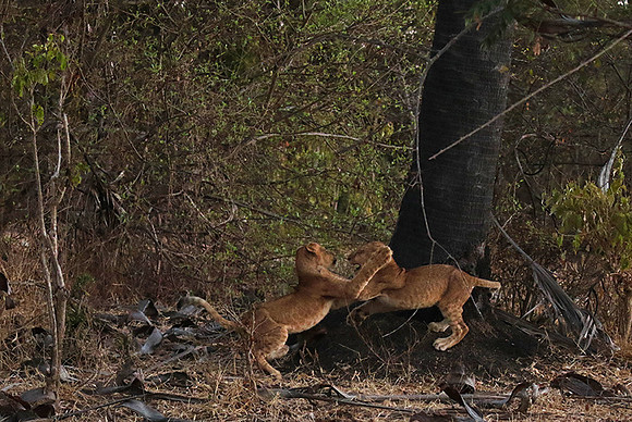 Selous