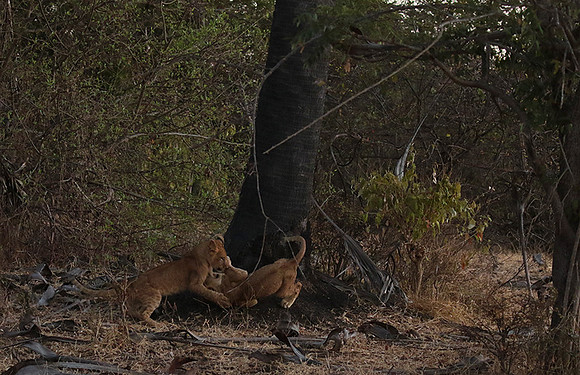 Selous