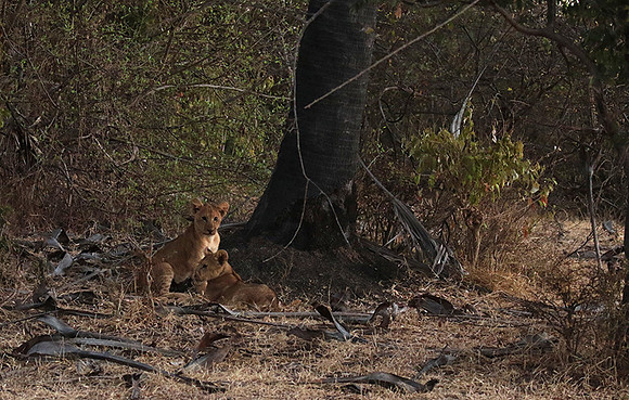 Selous