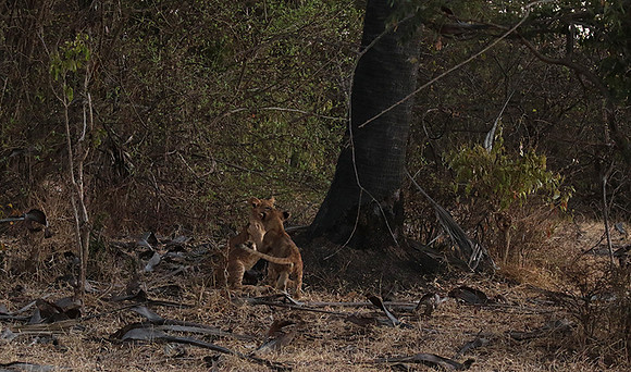 Selous