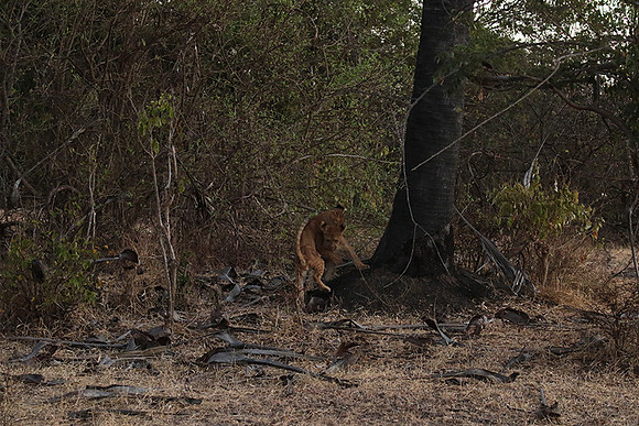 Selous