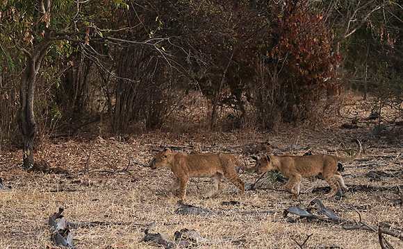 Selous
