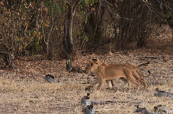 Selous